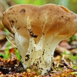 Režanj pehara: opis i fotografija